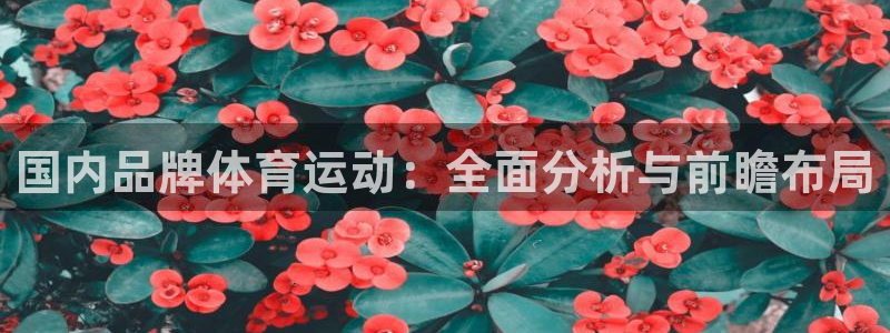 国内品牌体育运动：全面分析与前瞻布局