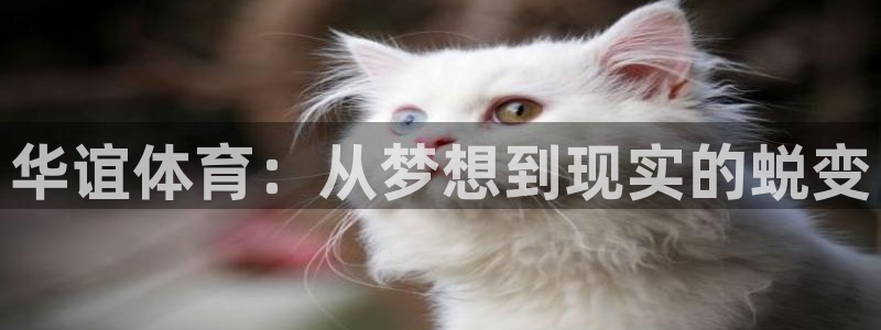 华谊体育：从梦想到现实的蜕变